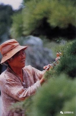 從接待過領(lǐng)導(dǎo)人的盆景園，看一個農(nóng)夫的產(chǎn)業(yè)生命旅程