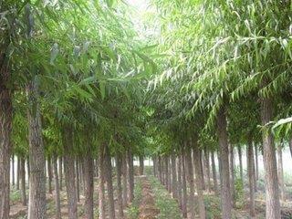 靈川林木種植 口碑沉淀，綠富雙贏的林木產(chǎn)業(yè)典范