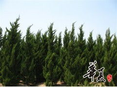 天長市榮沁苗木種植專業(yè)合作社 龍柏H300-450 & P200-300規(guī)格苗木大量供應(yīng)，誠邀合作